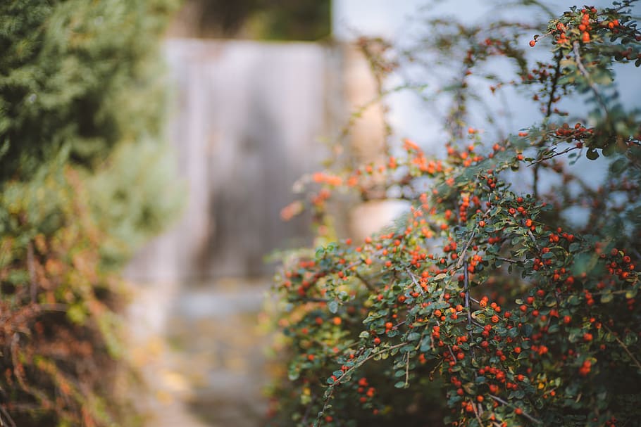 Bokeh Photography of Red Fruits Plant, berries, blur, branches HD wallpaper