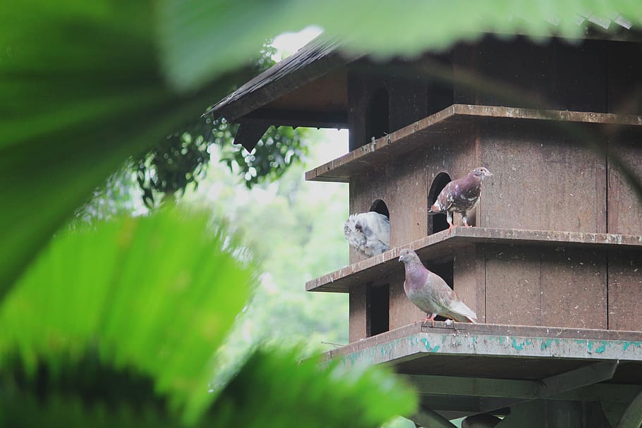 bird, vertebrate, group of animals, built structure, architecture HD wallpaper