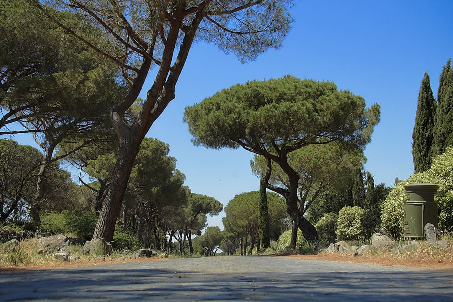 italy, via appia antica, park, tress, ancient, rome, lane, tree