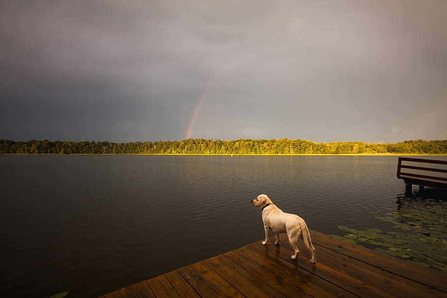 nothing, empty, water, dog, canine, mammal, sky, beauty in nature HD wallpaper