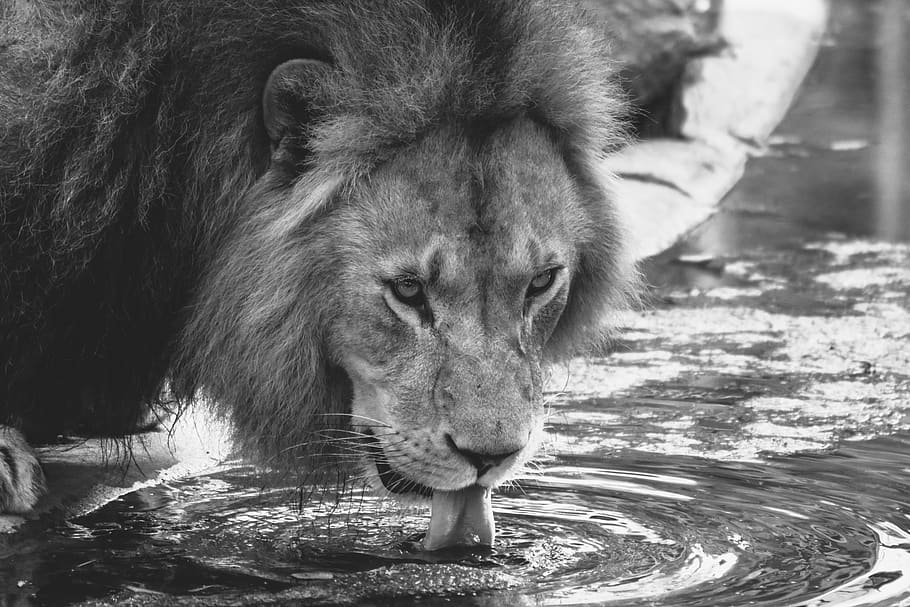 Grayscale Lion Drinking Water, animal, animal photography, blur