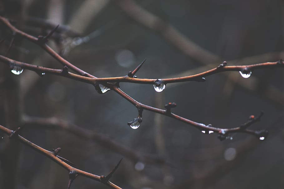rain drops on brown branch, wet, focus on foreground, no people HD wallpaper