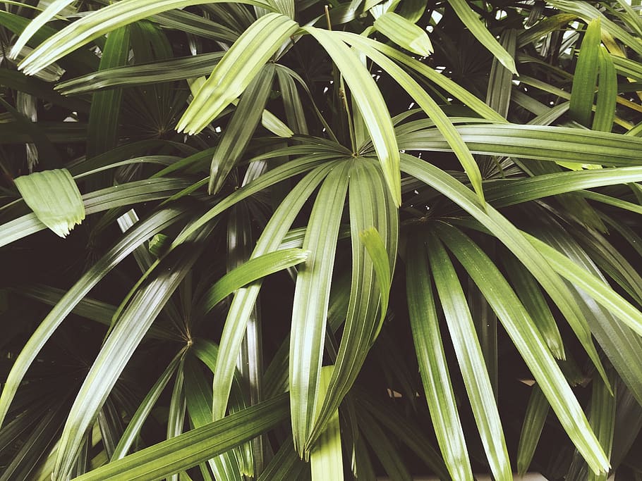 singapore, yishun, tree, trees, plants, leafs, green, grass HD wallpaper