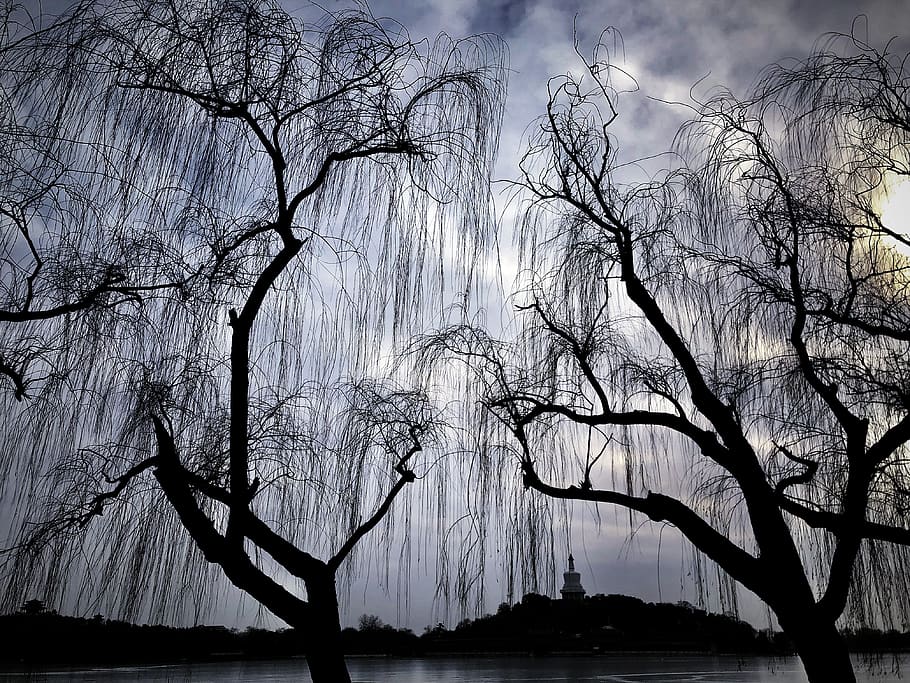 trees, china, beijing, park, old, background, bare tree, branch HD wallpaper