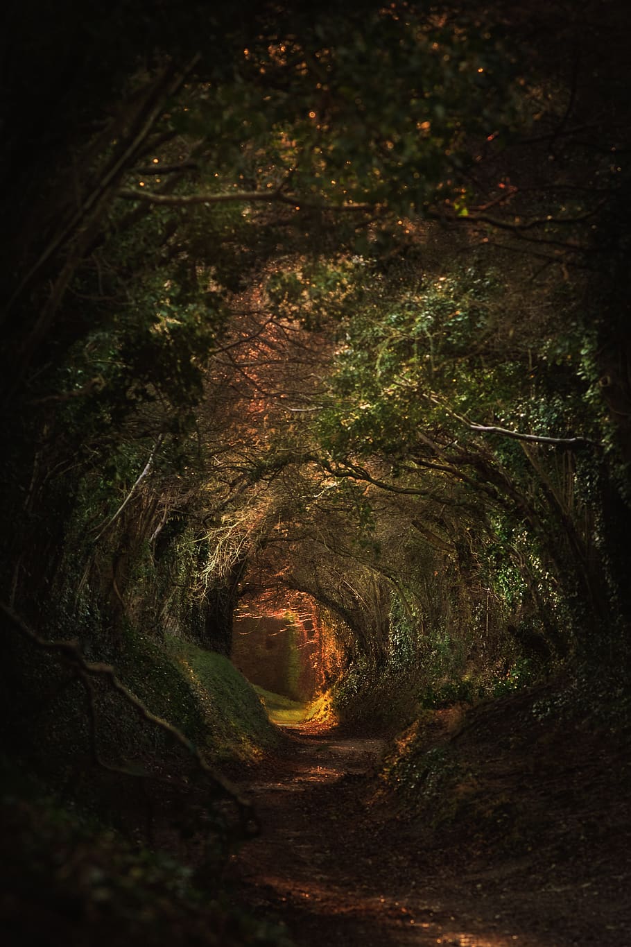 tunnel, nature, painting, art, tree, crypt, green, wood, woods