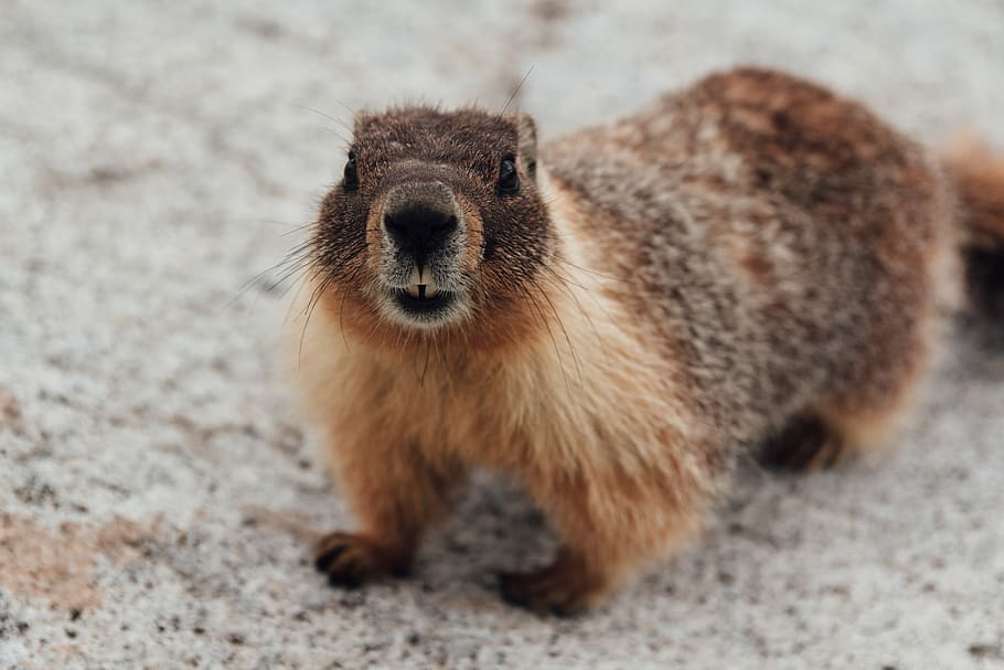 brown beaver standing on gray concrete surface, mammal, one animal HD wallpaper
