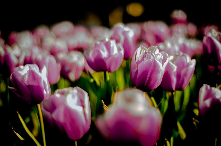 tulip, flower, flowering plant, freshness, petal, beauty in nature HD wallpaper