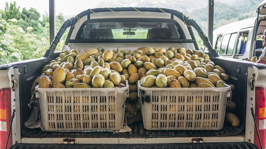 fruits on plastic crate and pickup truck bed during daytime, plant