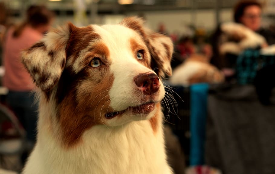 aussie, australian shepherd, fur, dog, cute, portrait, remote access HD wallpaper