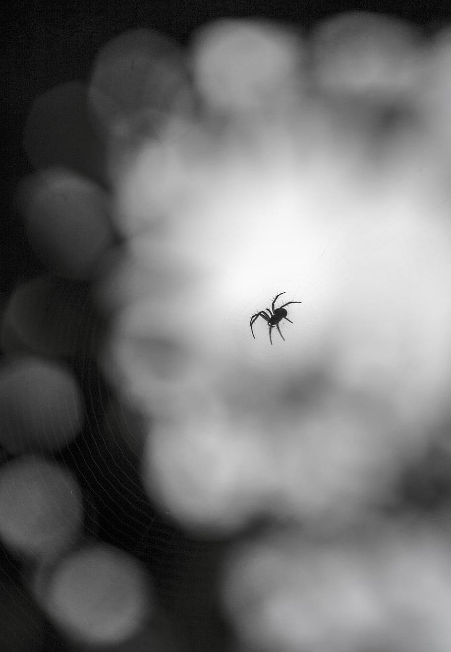 spider, insect, web, nature, predator, black friday, invertebrate HD wallpaper