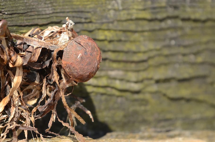 rust, nail, seawead, beach, macro, close-up, day, nature, focus on foreground HD wallpaper