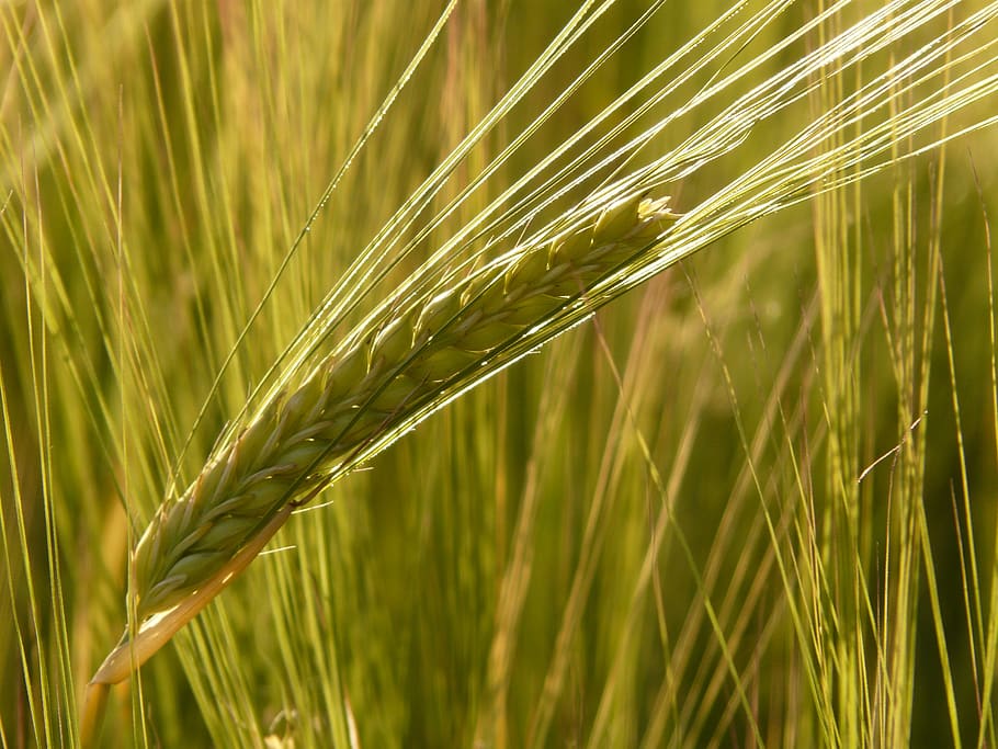 Shallow Focus of Wheat Grains, cereal, field, grass, macro, plant HD wallpaper