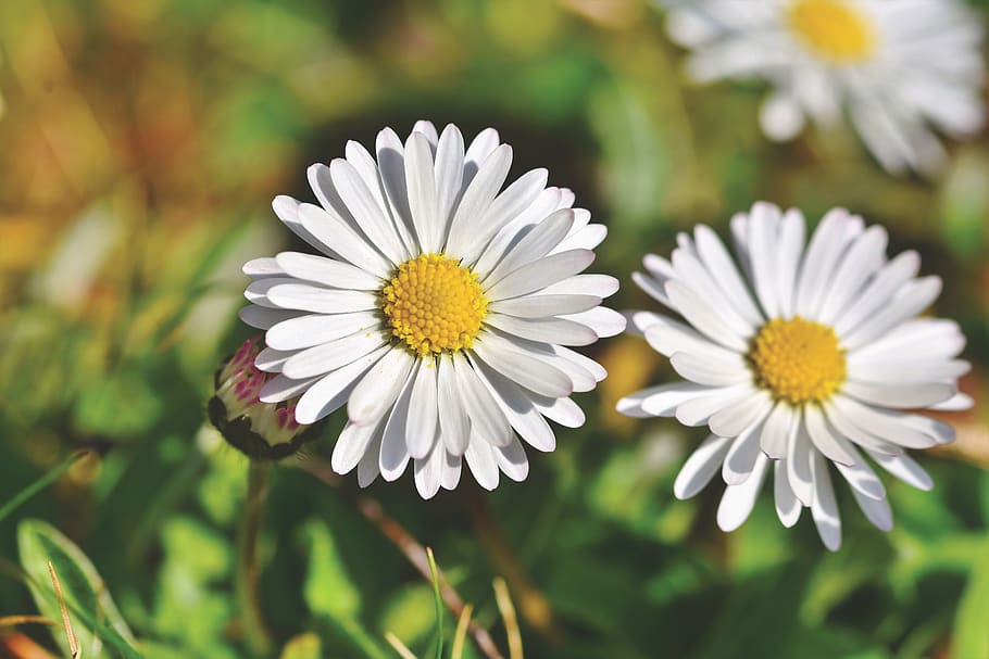 daisy, geese flower, spring, colorful, early bloomer, pointed flower HD wallpaper