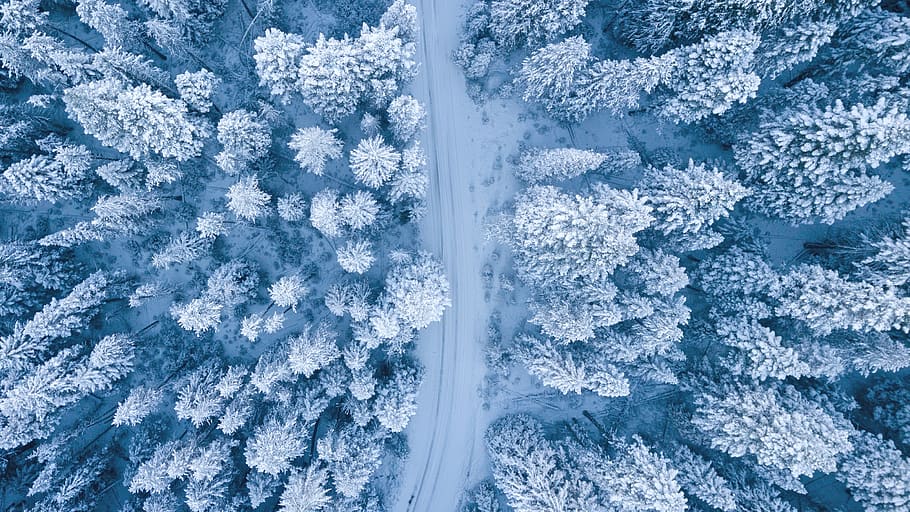 snow covered trees, blue, outdoors, ice, frost, cold temperature HD wallpaper