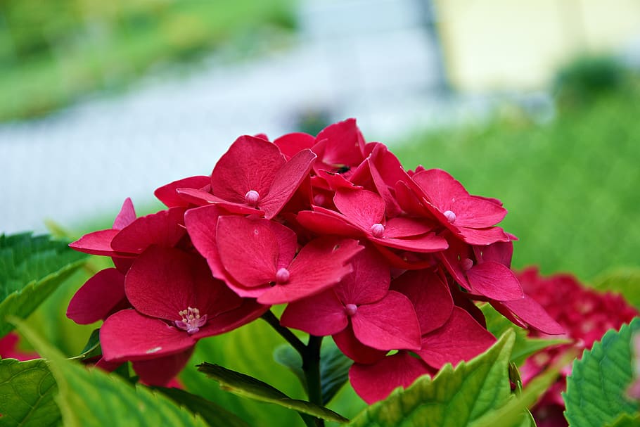 flower, hydrangea, blossom, bloom, nature, plant, ornamental shrub, HD wallpaper