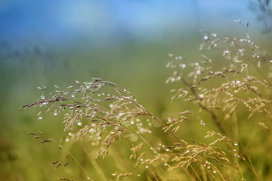 nature, field, grass, summer, plant, morgentau, drop of water HD wallpaper