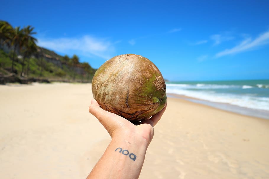 brown and green coconut, human hand, beach, human body part, sea HD wallpaper