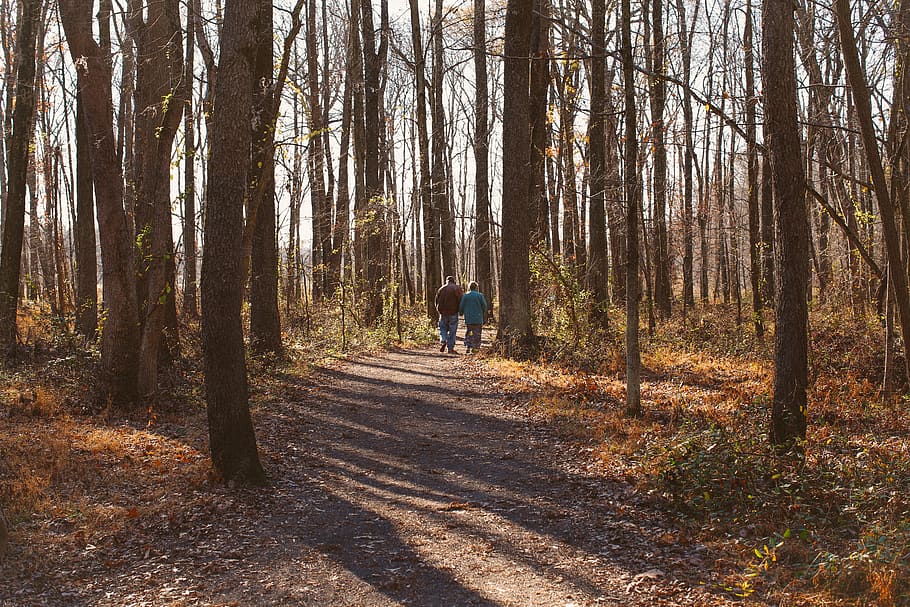 trees, forest, couple, old, path, wilderness, wonder, woods HD wallpaper