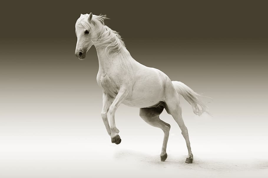 Leaping White Horse Illustration, animal, equestrian, horse head, HD wallpaper
