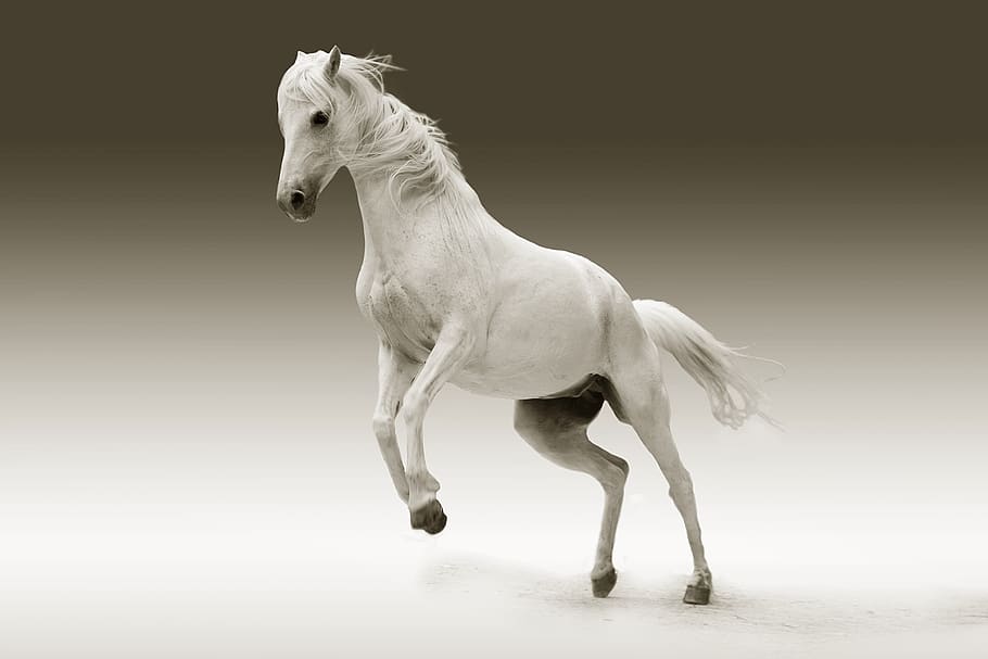 200+ Free Dressage & Horse Images - Pixabay