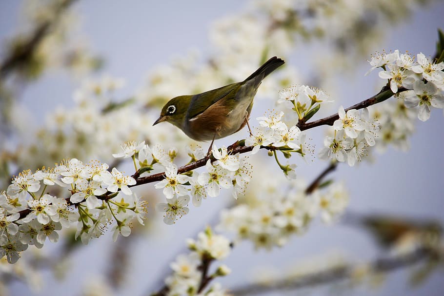 Green and White Bird on White Flowers, beautiful, bloom, blooming HD wallpaper