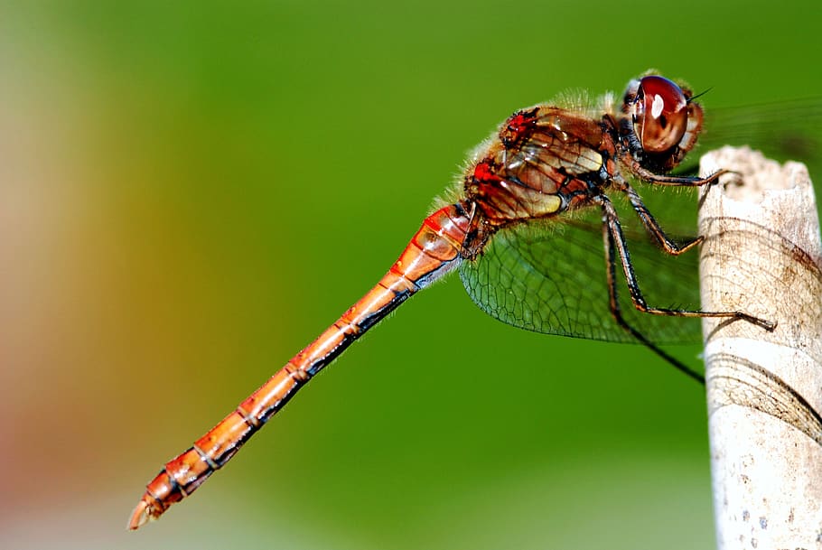 dragonfly, insect, resting posture, animal themes, invertebrate HD wallpaper