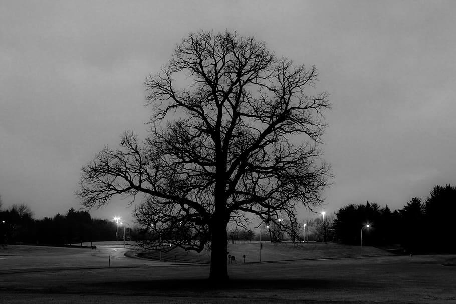 trees, night, light, dark, darkness, plant, sky, bare tree HD wallpaper