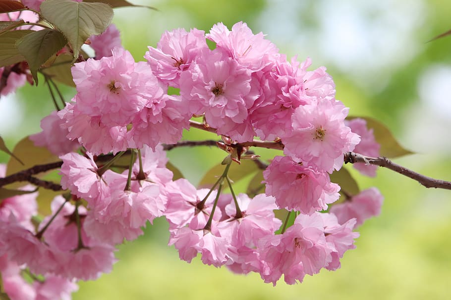 spring, spring flowers, nature, plants, season, garden, flowering HD wallpaper