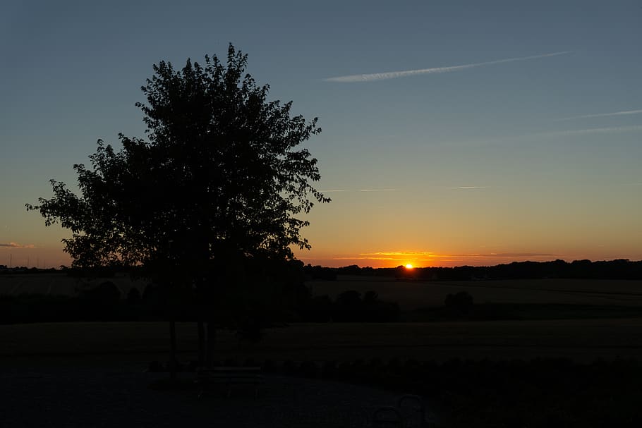 tree, sunset, landscape, nature, mood, scenic, atmosphere, summer HD wallpaper