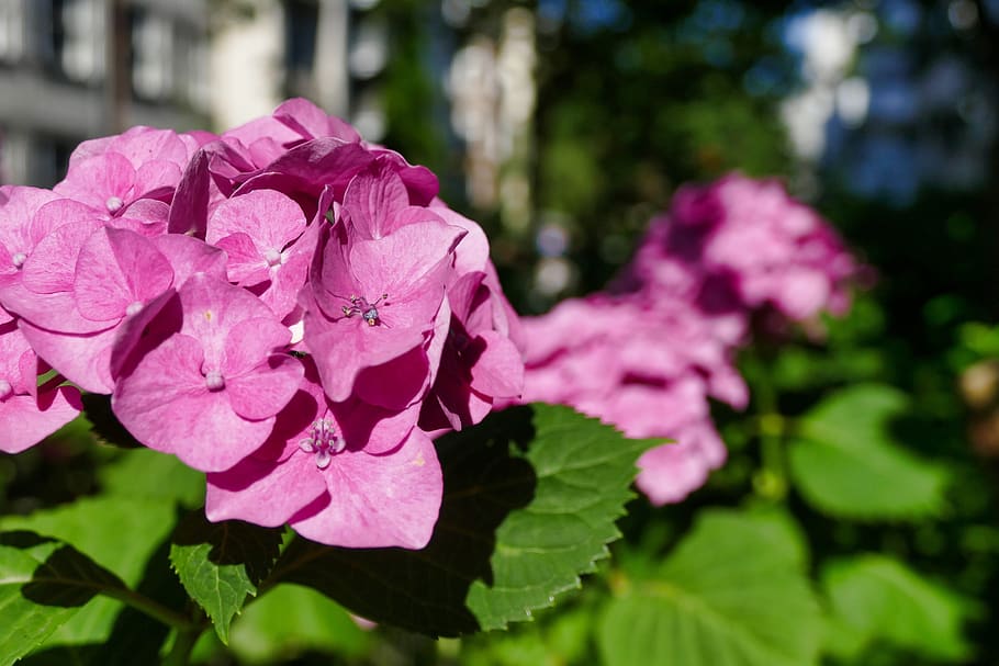 hydrangea, pink, blossom, bloom, summer, flowers, plant, hydrangea flower HD wallpaper