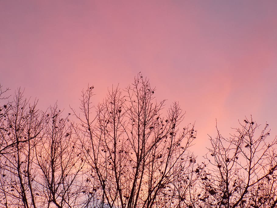 tree, sunset, sky, beauty in nature, pink color, plant, bare tree HD wallpaper