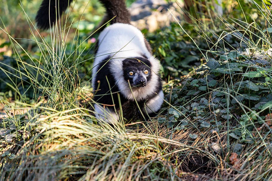 maki, monkey, animal, curious, eyes, expression, one animal HD wallpaper