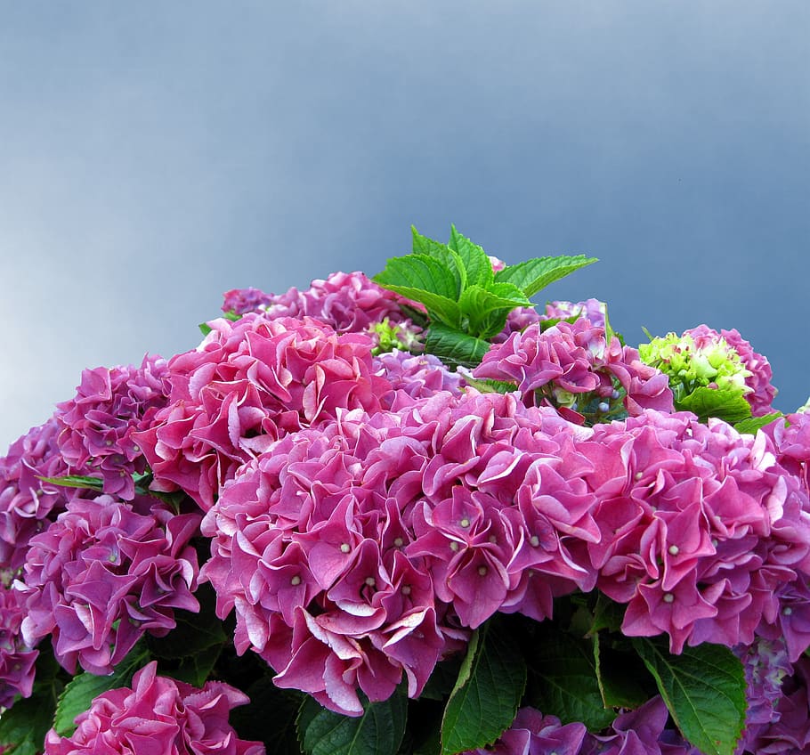 hydrangea, pink, hydrangea flower, flowers, flower fullness HD wallpaper