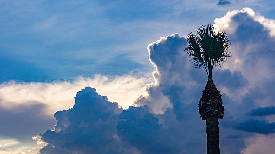 sunset, storm, sky, palm tree, cloud, cloud - sky, tropical climate HD wallpaper