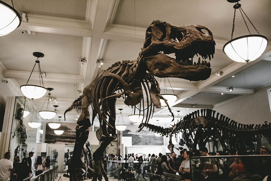 people standing besides dinosaur skeletons, new york, american museum of natural history
