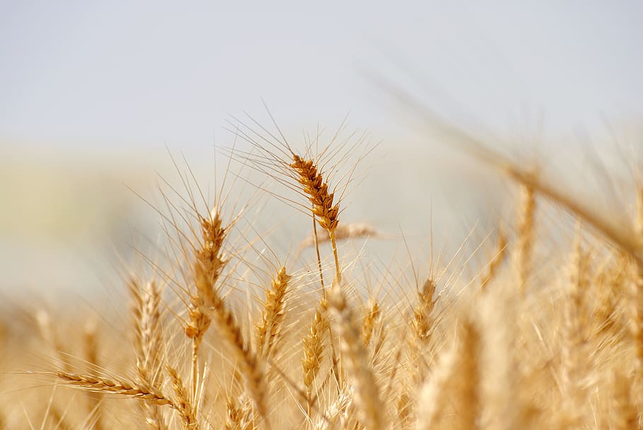 wheat, bread, cereal, rye, straw, crop, seed, corn, field, rural HD wallpaper