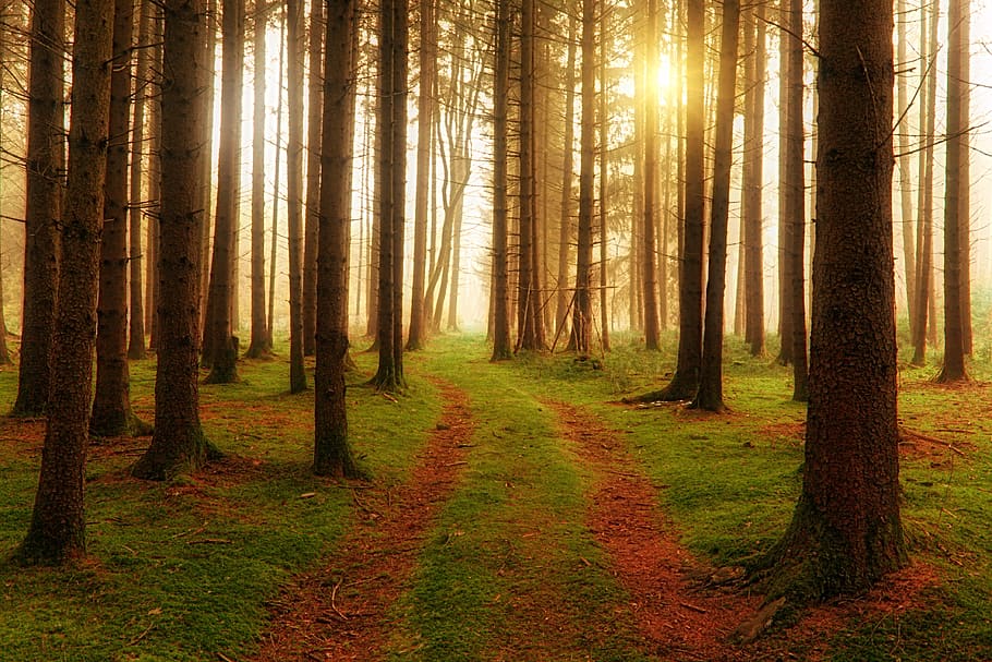 wood, tree, away, path, softwood, forest, sun, rays, fog, road HD wallpaper