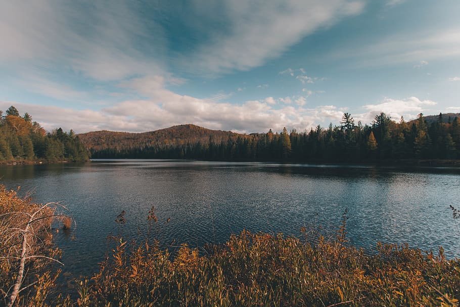 river surrounded by trees, water, plant, tranquility, lake, tranquil scene HD wallpaper