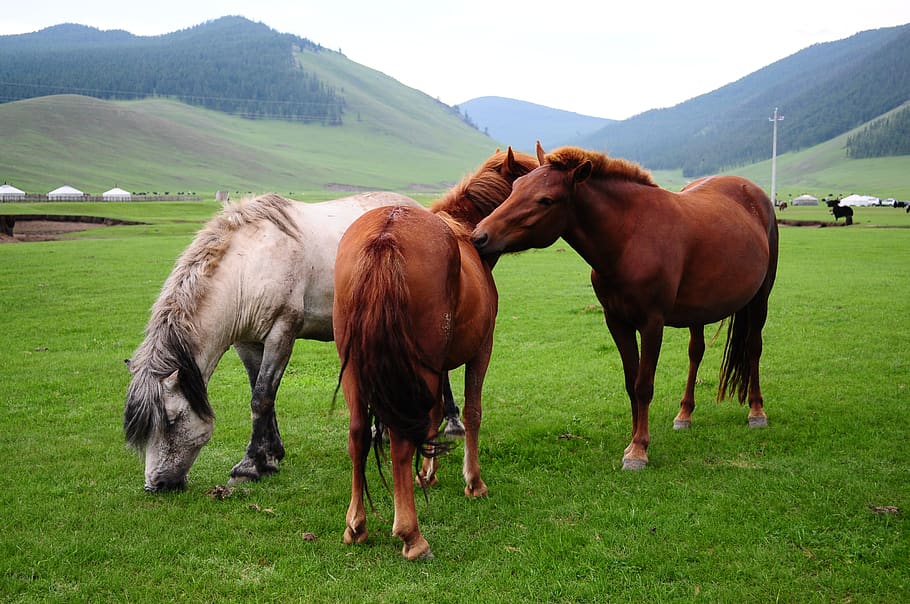 Online crop | HD wallpaper: horse, animal, mammal, domestic animals ...