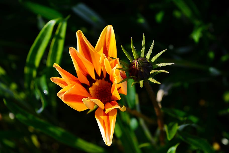 nature, bud, flower, flowering plant, beauty in nature, freshness HD wallpaper