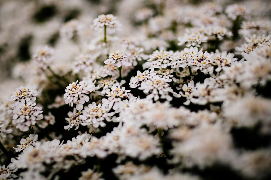 white, flower, bloom, blossoms, nature, plant, garden, blur HD wallpaper