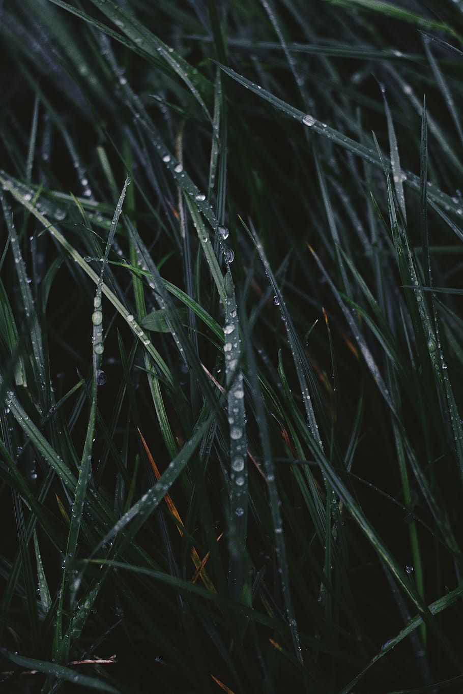 vsco, wallpaper, background, leaves, rain, waterdrop, raindrop HD wallpaper