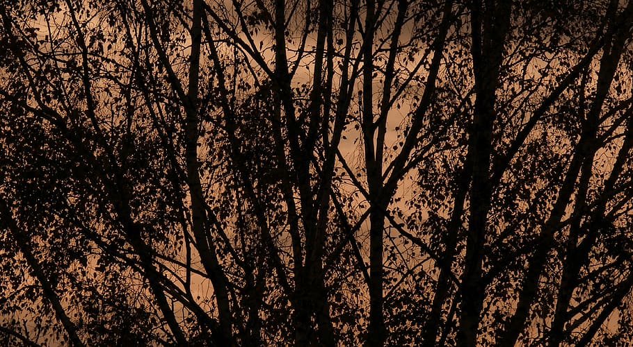 foest, tree, trees, automn, landscape, nature, wallpaper, plant HD wallpaper
