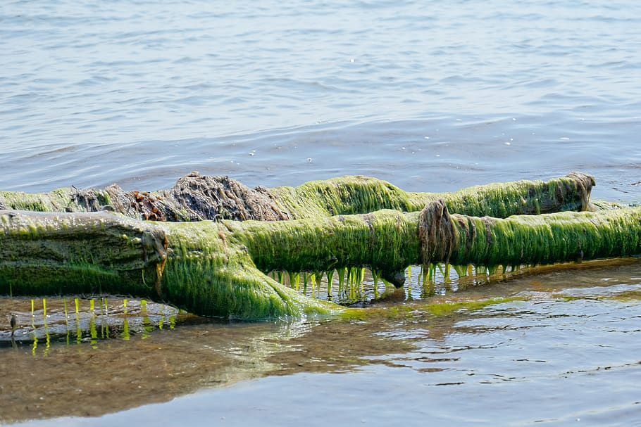 seaweed, nature, coast, summer, algae, green, blue, water, plant, HD wallpaper