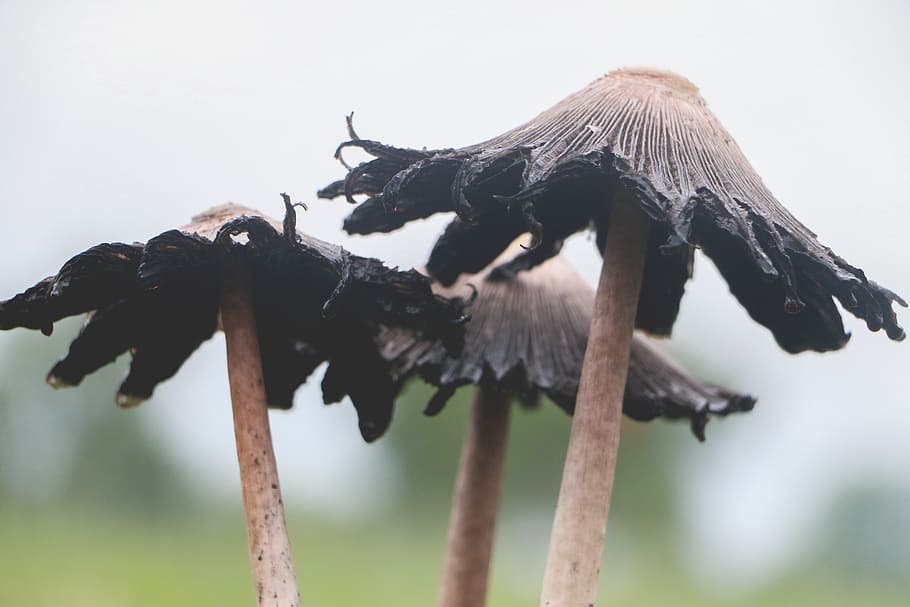 three grey mushrooms, fungus, plant, amanita, agaric, animal HD wallpaper
