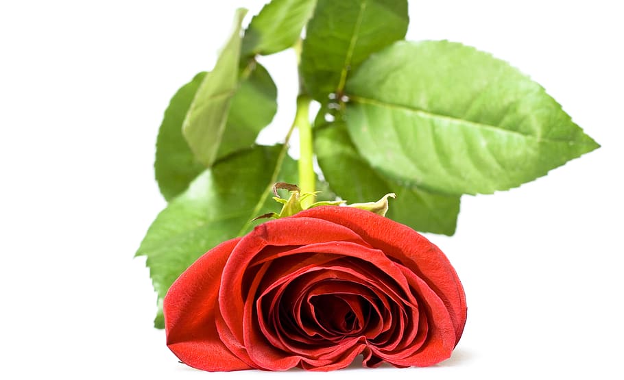 rose, red, white, flores, closeup, isolated, decoration, bud HD wallpaper