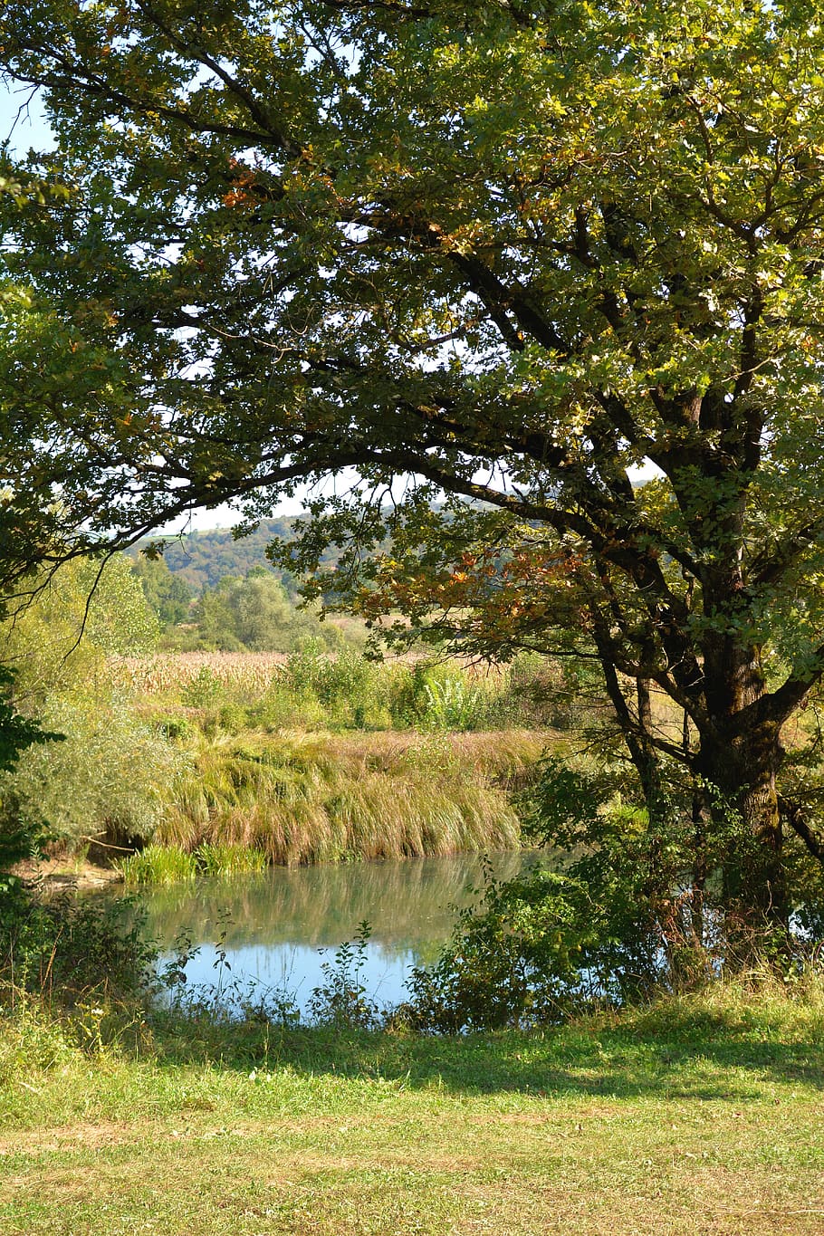 nature, river, landscape, forest, idyllic, beautiful, tree HD wallpaper