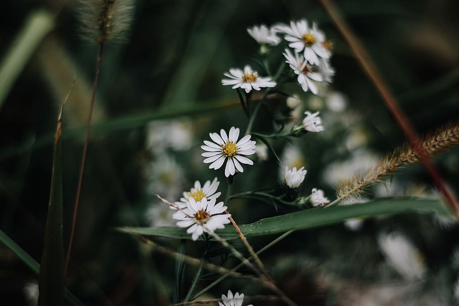 daisy, flower, bright, white, detail, yellow, green, color HD wallpaper