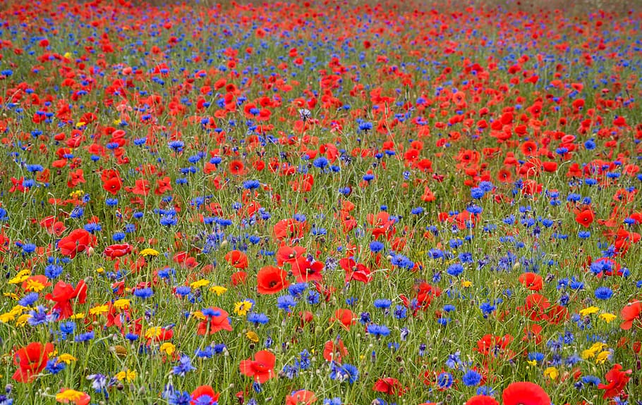 poppy, flower, red, field, summer, flowers, landscape, nature, HD wallpaper