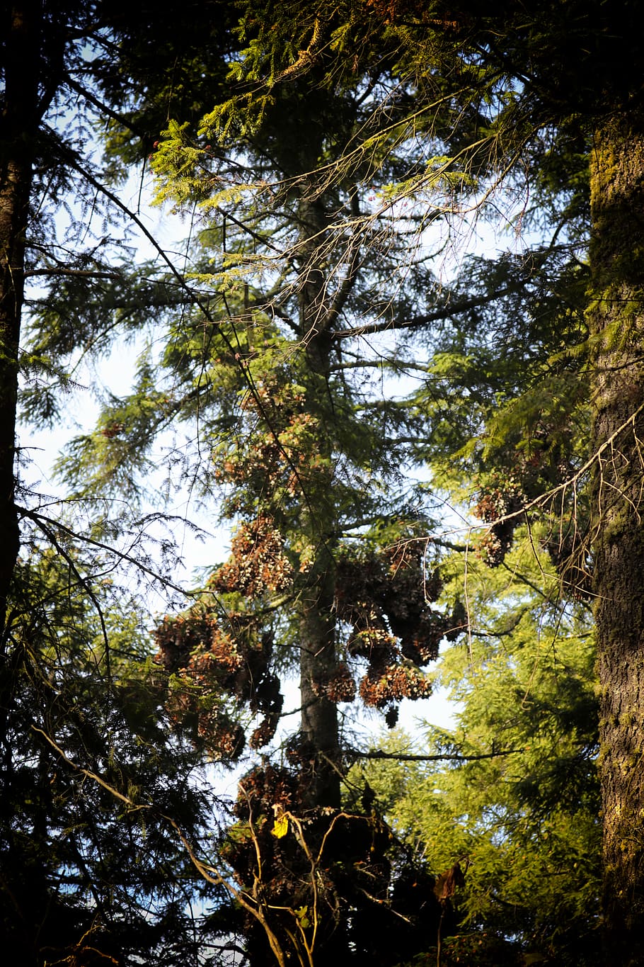 tree, plant, tranquility, forest, growth, beauty in nature HD wallpaper